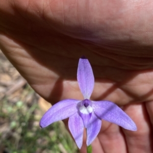 Glossodia major at Wee Jasper, NSW - suppressed