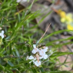 Leucopogon virgatus (Common Beard-heath) at Wee Jasper, NSW - 7 Nov 2021 by Jubeyjubes