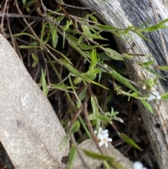 Leucopogon virgatus at Wee Jasper, NSW - 7 Nov 2021