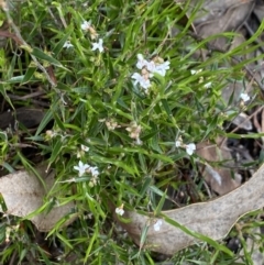 Leucopogon virgatus at Wee Jasper, NSW - 7 Nov 2021