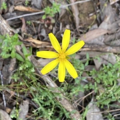 Unverified Other Wildflower or Herb at Wee Jasper, NSW - 7 Nov 2021 by Jubeyjubes