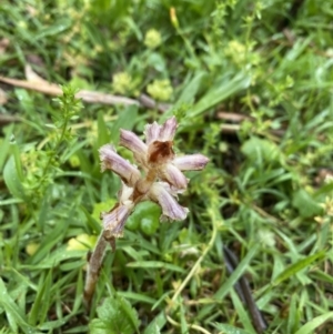 Orobanche minor at Wee Jasper, NSW - 8 Nov 2021