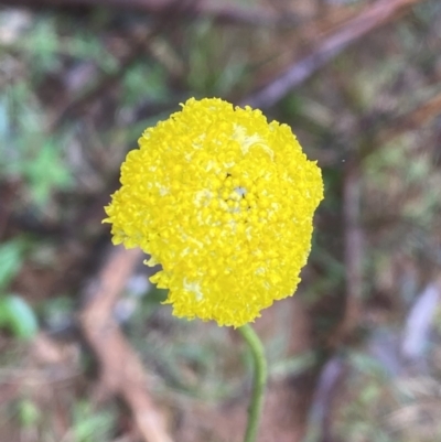 Craspedia sp. (Billy Buttons) at Wee Jasper State Forest - 7 Nov 2021 by Jubeyjubes