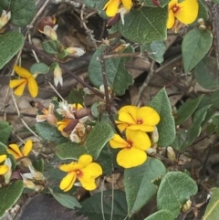 Platylobium montanum subsp. montanum (Mountain Flat Pea) at Wee Jasper, NSW - 7 Nov 2021 by Jubeyjubes