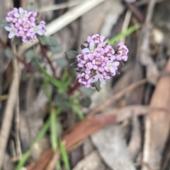 Poranthera microphylla (Small Poranthera) at Wee Jasper State Forest - 7 Nov 2021 by Jubeyjubes