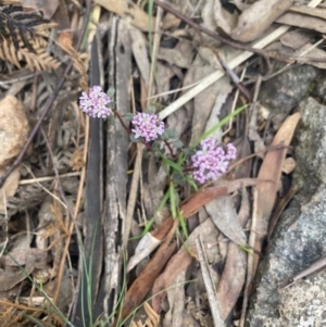 Poranthera microphylla at Wee Jasper, NSW - 7 Nov 2021