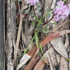 Poranthera microphylla at Wee Jasper, NSW - 7 Nov 2021