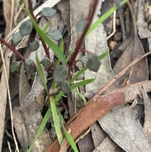 Poranthera microphylla at Wee Jasper, NSW - 7 Nov 2021