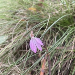 Caladenia carnea (Pink Fingers) at Wee Jasper, NSW - 7 Nov 2021 by Jubeyjubes