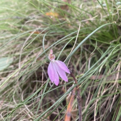 Caladenia carnea (Pink Fingers) at Wee Jasper, NSW - 7 Nov 2021 by Jubeyjubes