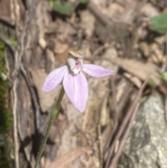 Caladenia carnea (Pink Fingers) at Wee Jasper, NSW - 7 Nov 2021 by Jubeyjubes