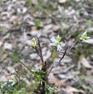 Brachyloma daphnoides at Wee Jasper, NSW - 7 Nov 2021 01:15 PM