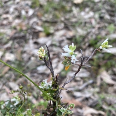 Brachyloma daphnoides (Daphne Heath) at Wee Jasper, NSW - 7 Nov 2021 by Jubeyjubes