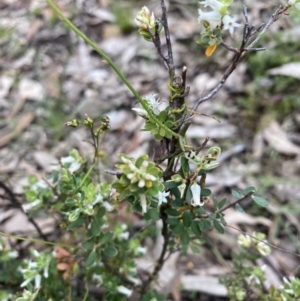 Brachyloma daphnoides at Wee Jasper, NSW - 7 Nov 2021 01:15 PM