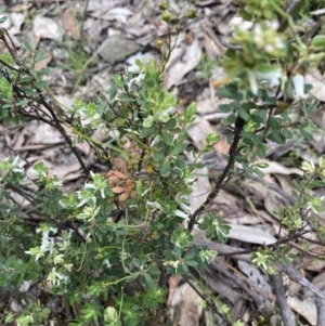 Brachyloma daphnoides at Wee Jasper, NSW - 7 Nov 2021 01:15 PM