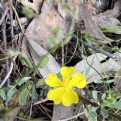 Hibbertia obtusifolia (Grey Guinea-flower) at Wee Jasper, NSW - 7 Nov 2021 by Jubeyjubes