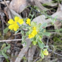 Hibbertia obtusifolia at Wee Jasper, NSW - 7 Nov 2021 01:14 PM