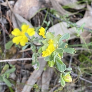 Hibbertia obtusifolia at Wee Jasper, NSW - 7 Nov 2021 01:14 PM