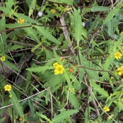 Sigesbeckia australiensis (Cobber Weed) at Wee Jasper, NSW - 7 Nov 2021 by Jubeyjubes