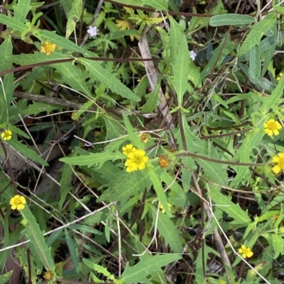 Sigesbeckia australiensis (Cobber Weed) at Wee Jasper, NSW - 7 Nov 2021 by Jubeyjubes