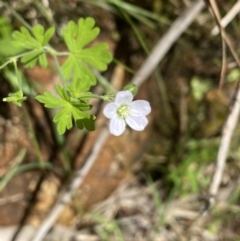 Geranium gardneri (Rough Crane's-Bill) at Wee Jasper, NSW - 7 Nov 2021 by Jubeyjubes