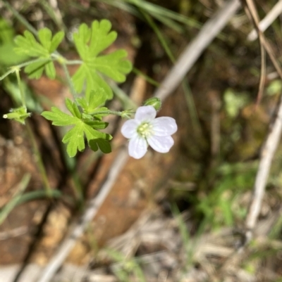 Geranium gardneri (Rough Crane's-Bill) at Wee Jasper, NSW - 7 Nov 2021 by Jubeyjubes