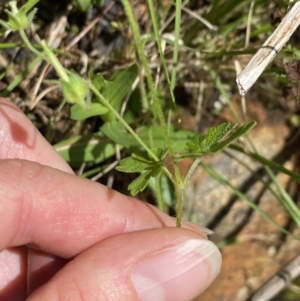 Geranium gardneri at Wee Jasper, NSW - 7 Nov 2021