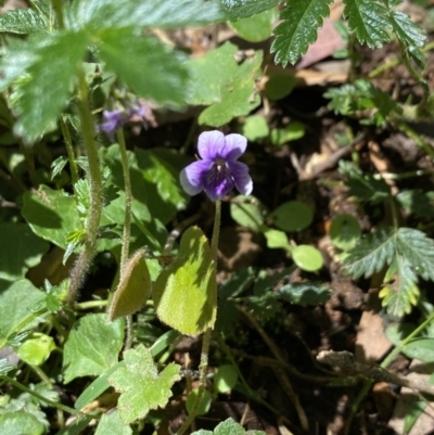 Viola hederacea (Ivy-leaved Violet) at Wee Jasper State Forest - 7 Nov 2021 by Jubeyjubes