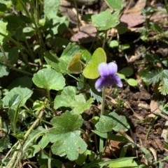 Viola hederacea at Wee Jasper, NSW - 7 Nov 2021 01:53 PM