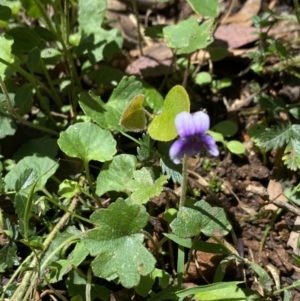 Viola hederacea at Wee Jasper, NSW - 7 Nov 2021