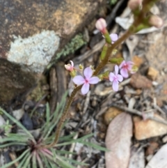 Stylidium graminifolium (grass triggerplant) at Wee Jasper, NSW - 7 Nov 2021 by Jubeyjubes
