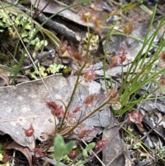Drosera (genus) (A Sundew) at Wee Jasper, NSW - 7 Nov 2021 by Jubeyjubes