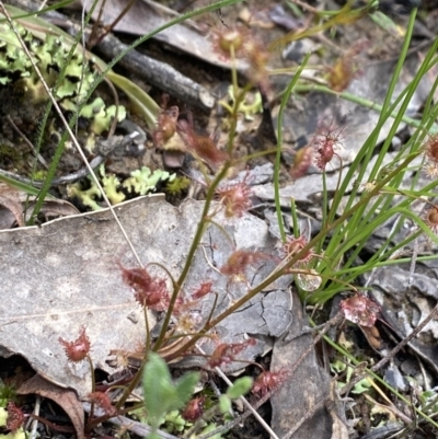 Drosera sp. (A Sundew) at Wee Jasper State Forest - 7 Nov 2021 by Jubeyjubes