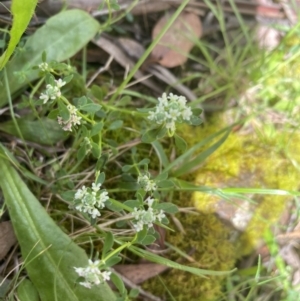 Poranthera microphylla at Wee Jasper, NSW - 7 Nov 2021