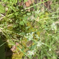 Poranthera microphylla at Wee Jasper, NSW - 7 Nov 2021