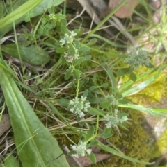 Poranthera microphylla at Wee Jasper, NSW - 7 Nov 2021 02:10 PM