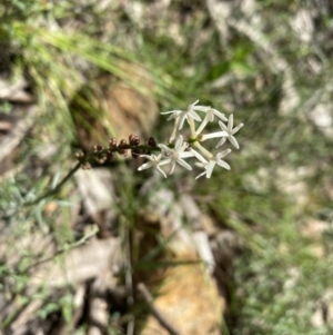 Stackhousia monogyna at Wee Jasper, NSW - 7 Nov 2021