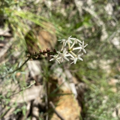 Stackhousia monogyna (Creamy Candles) at Wee Jasper, NSW - 7 Nov 2021 by Jubeyjubes