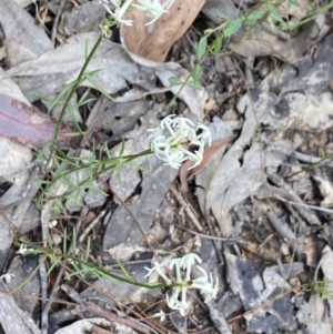 Stackhousia monogyna at Wee Jasper, NSW - 7 Nov 2021