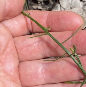 Stackhousia monogyna at Wee Jasper, NSW - 7 Nov 2021