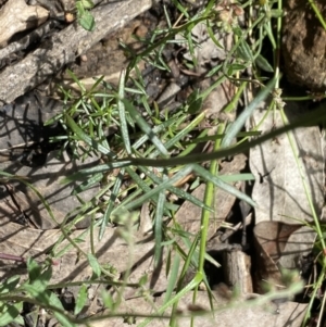 Stackhousia monogyna at Wee Jasper, NSW - 7 Nov 2021