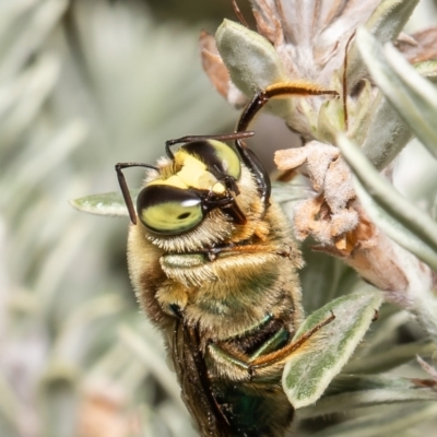 Xylocopa (Lestis) aerata (Golden-Green Carpenter Bee) at ANBG - 10 Nov 2021 by Roger