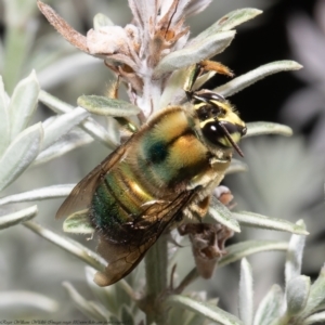 Xylocopa (Lestis) aerata at Acton, ACT - 11 Nov 2021