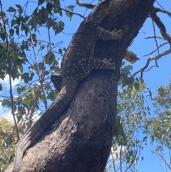 Varanus varius (Lace Monitor) at Wee Jasper, NSW - 7 Nov 2021 by Jubeyjubes