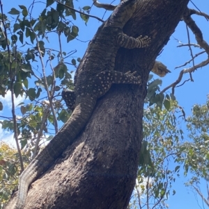 Varanus varius at Wee Jasper, NSW - suppressed