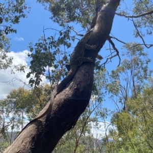 Varanus varius at Wee Jasper, NSW - suppressed