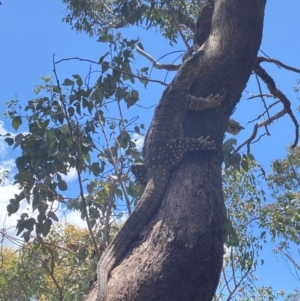 Varanus varius at Wee Jasper, NSW - suppressed