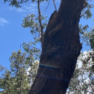 Varanus varius at Wee Jasper, NSW - suppressed