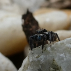 Jotus auripes (Jumping spider) at Wandiyali-Environa Conservation Area - 10 Nov 2021 by Wandiyali