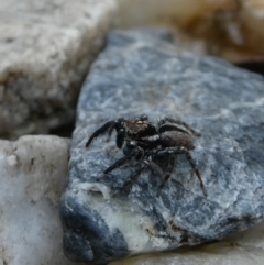 Jotus auripes at Googong, NSW - 10 Nov 2021